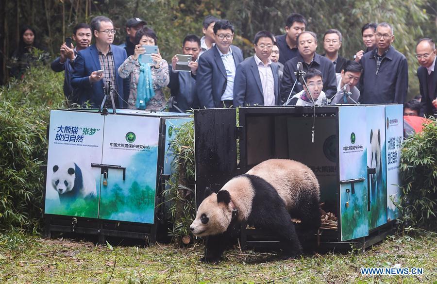 Giant panda bases restored after Sichuan earthquake(1/18)