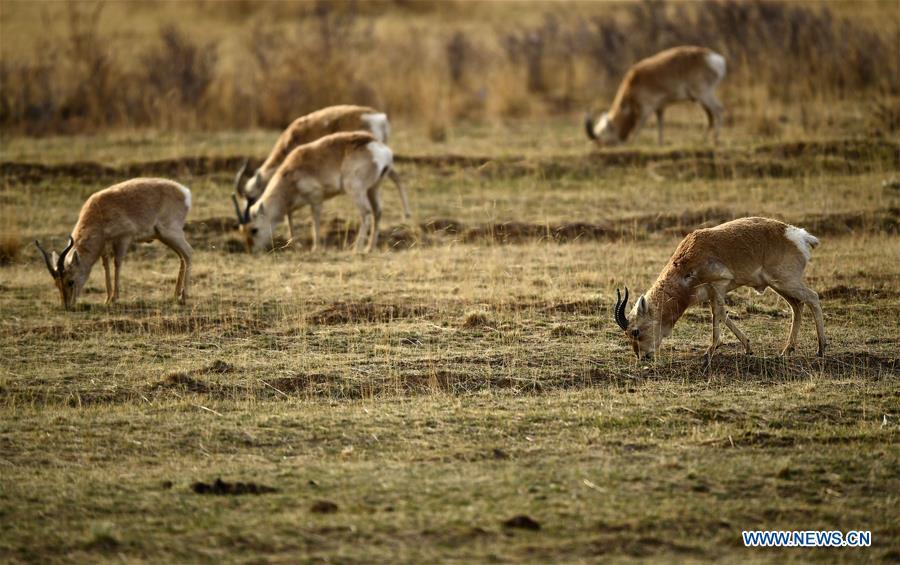 Procapra Przewalskii: 'ballet dancer' on China's plateau(1/6)