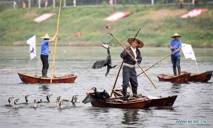 Cormorant fishing show on Suihe River(1/6)
