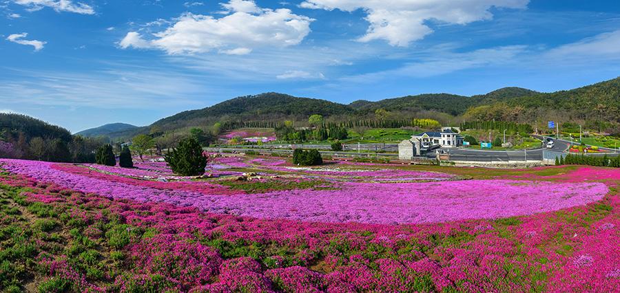 Field of moss phlox delight state guest house in Dalian(1/5)