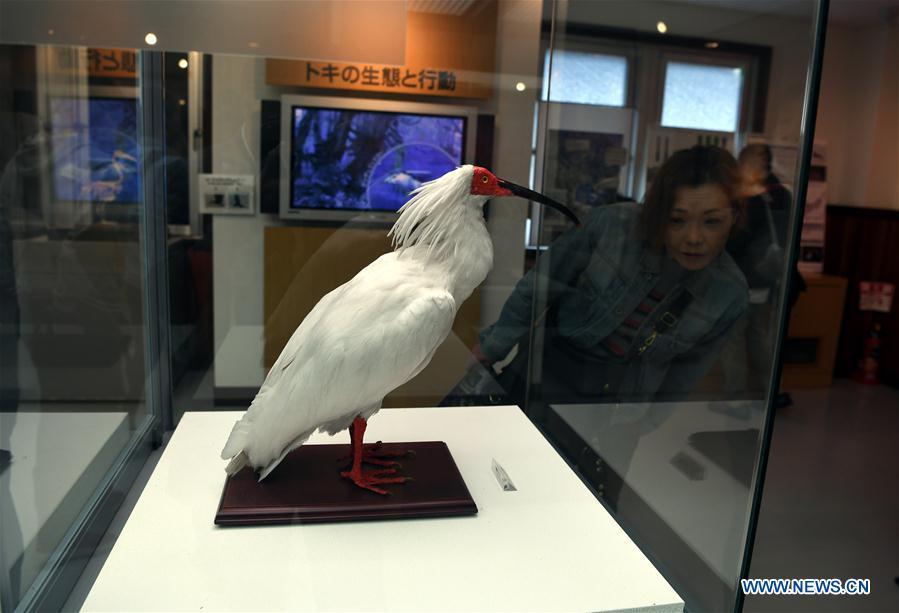 Crested ibises gifted by China boost local economy on Japan's Sado Island(1/11)