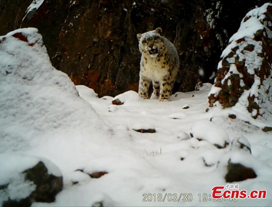 Rare wild animals spotted in Tibetan nature reserve(1/10)