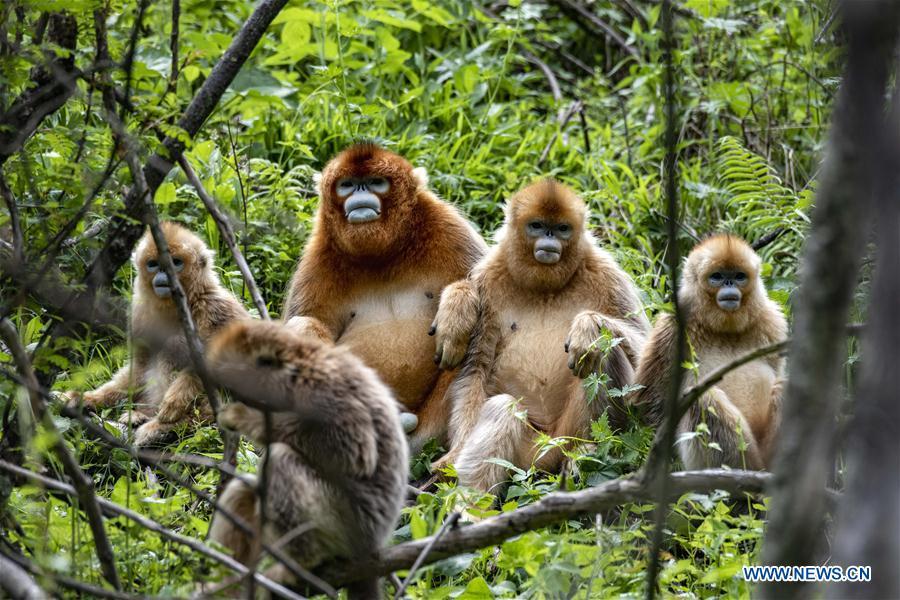 Golden monkeys seen in Shennongjia National Park(1/11)