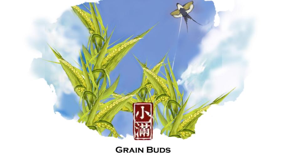 Grain Buds: When grains are about to ripen(1/7)