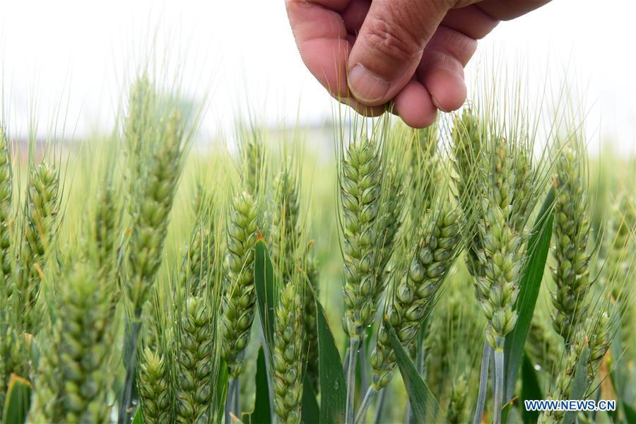 A farmer checks wheat in the field in Dongming Village of Xinle City, north China\'s Hebei Province, May 21, 2018. (Xinhua/Jia Minjie)
