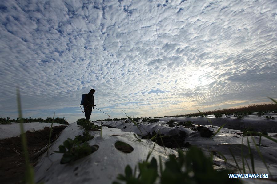 A farmer works in the field in Pingyi County, east China\'s Shandong Province, May 21, 2018. (Xinhua/Wu Jiquan)