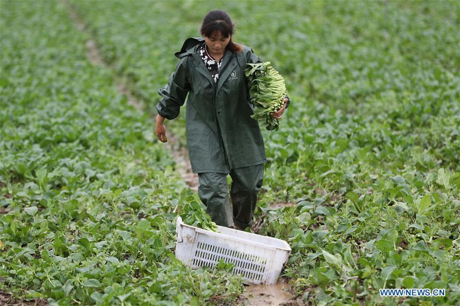 A farmer works in the field in the Fancheng District of Xiangyang City, central China\'s Hubei Province, May 21, 2018. (Xinhua/Yang Dong)