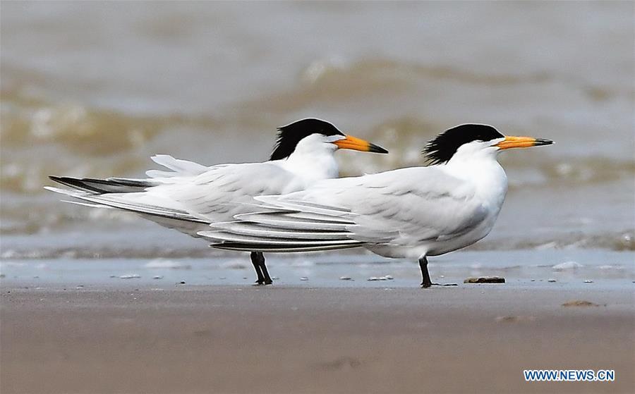 Chinese Lesser Crested Terns seen in Fujian(1/7)