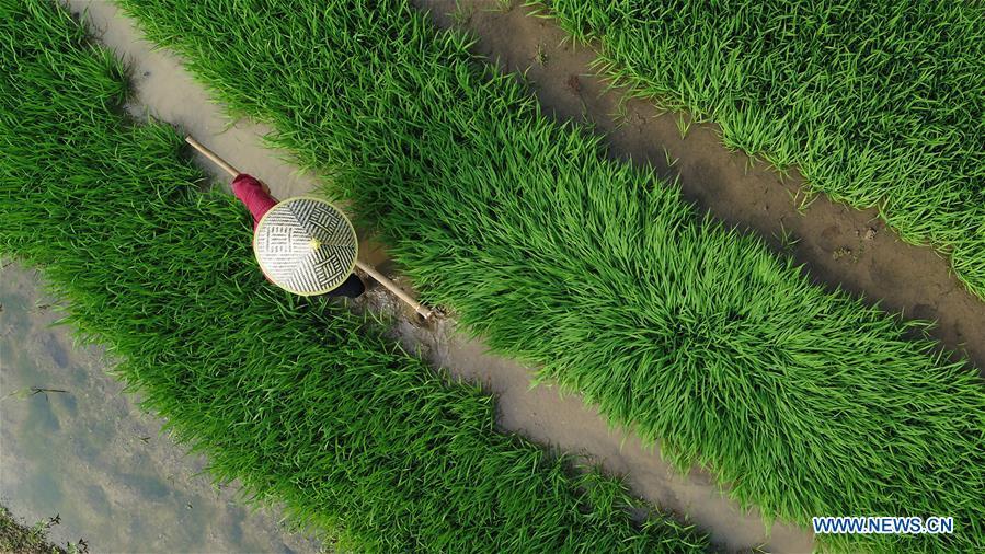 A farmer works in the field in Guojiawan Village of Yuping Dong Autonomous County, southwest China\'s Guizhou Province, May 21, 2018. (Xinhua/Hu Panxue)