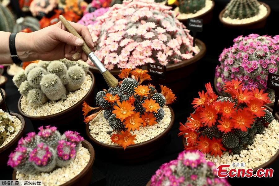 Flowers are prepared for the Chelsea in Bloom floral art show on May 22, 2018 in London, England. This year is the 13th Chelsea in Bloom and the theme is \'Summer of Love\'. The annual competition has grown dramatically each year with Chelsea’s best retailers, restaurants and hotels adorning themselves with creative designs to compete for the coveted awards. (Photo/Agencies)