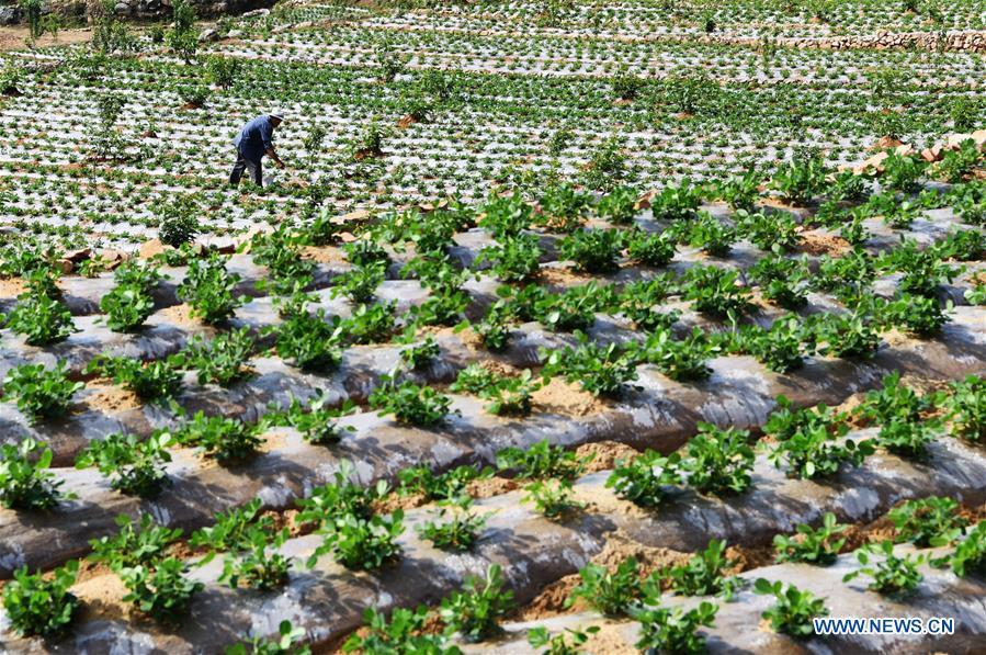 A farmer works in the field in Qilihe Village of Zaozhuang City, east China\'s Shandong Province, May 21, 2018. (Xinhua/Li Zongxian)