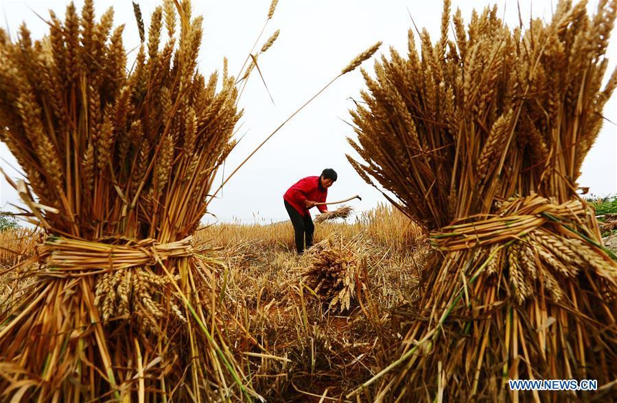 A farmer harvests wheat in the field in Zaozhuang, east China\'s Shandong Province, May 21, 2018. (Xinhua/Zhang Qiang)