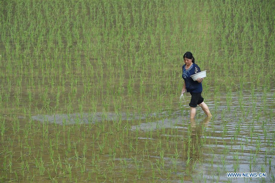 A farmer works in the field in Hongdu Village of Yuqing County, southwest China\'s Guizhou Province, May 21, 2018. (Xinhua/He Chunyu)