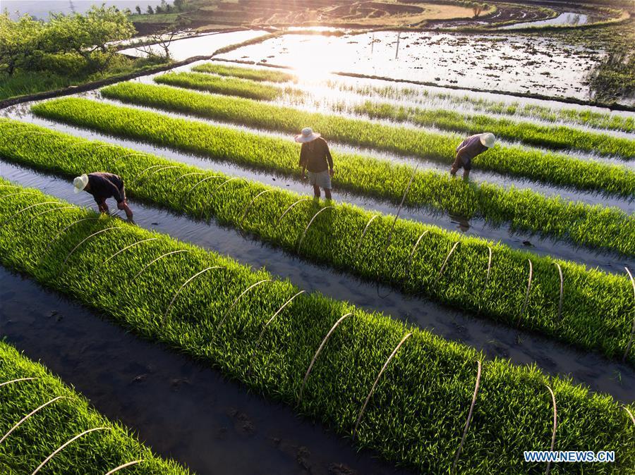 Farmers work in the fields in Jinxing Village of Dafang County, southwest China\'s Guizhou Province, May 21, 2018. (Xinhua/Luo Dafu)