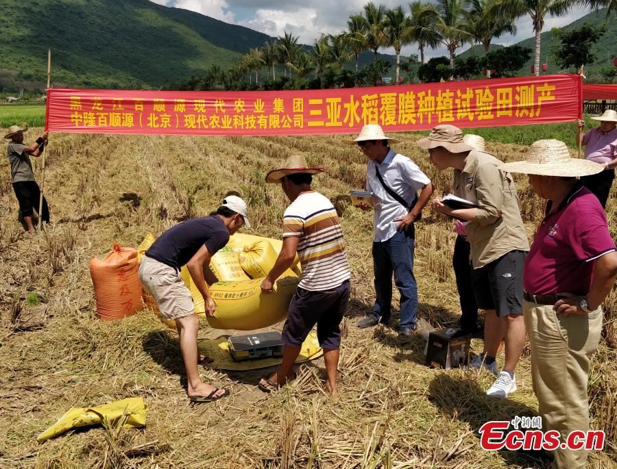 Photo taken on May 22, 2018 shows experts examining and verifying a new hybrid rice variety (Chaoyou 1000), developed by Yuan Longping’s team, which has set a new yield record of 1,065.3 kg per mu (about 0.07 hectares) of farmland in a test field in Sanya City, South China’s Hainan Province. The field was jointly managed by the National Hybrid Rice Research and Development Center and several companies. Yuan Longping, known as the \