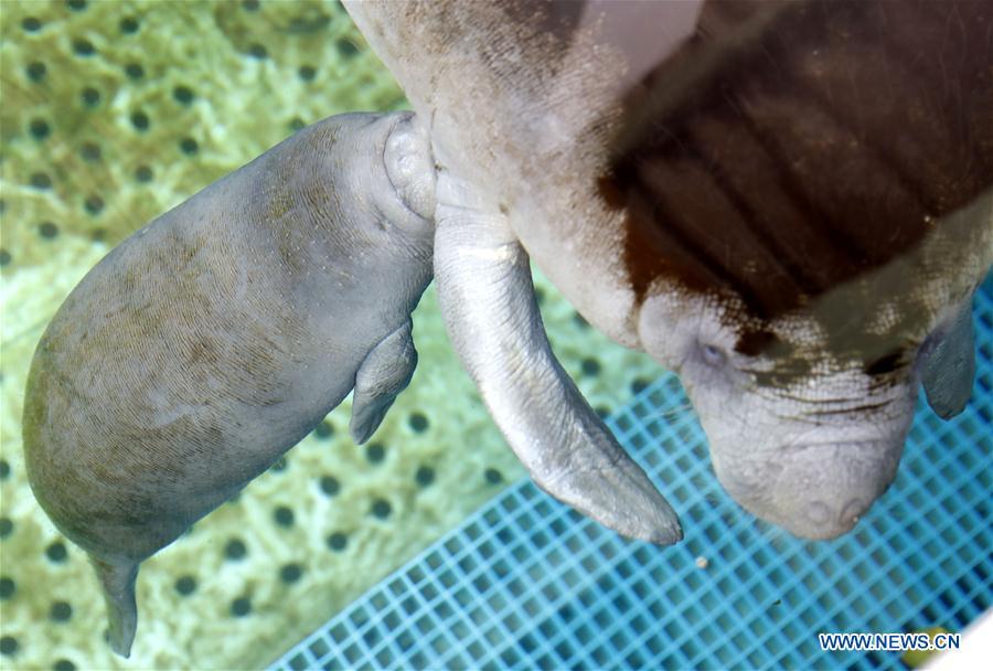 An African manatee (L) feeds its cub at Chimelong Ocean Kingdom in Zhuhai, south China\'s Guangdong Province, May 22, 2018. The manatee cub was born at the ocean kingdom on May 8. (Xinhua/Huang Guobao)