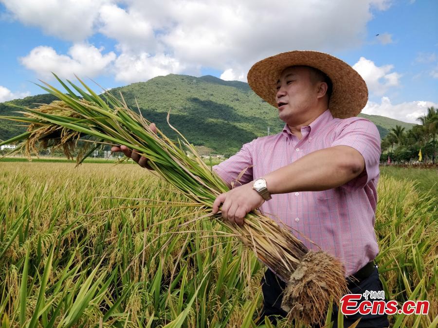 Photo taken on May 22, 2018 shows experts examining and verifying a new hybrid rice variety (Chaoyou 1000), developed by Yuan Longping’s team, which has set a new yield record of 1,065.3 kg per mu (about 0.07 hectares) of farmland in a test field in Sanya City, South China’s Hainan Province. The field was jointly managed by the National Hybrid Rice Research and Development Center and several companies. Yuan Longping, known as the \