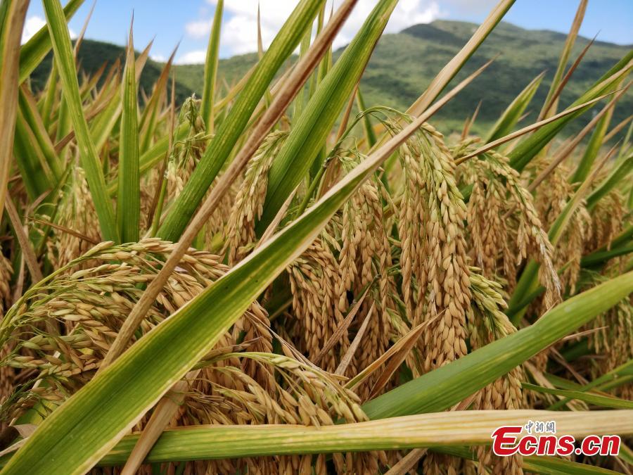 Photo taken on May 22, 2018 shows experts examining and verifying a new hybrid rice variety (Chaoyou 1000), developed by Yuan Longping’s team, which has set a new yield record of 1,065.3 kg per mu (about 0.07 hectares) of farmland in a test field in Sanya City, South China’s Hainan Province. The field was jointly managed by the National Hybrid Rice Research and Development Center and several companies. Yuan Longping, known as the \