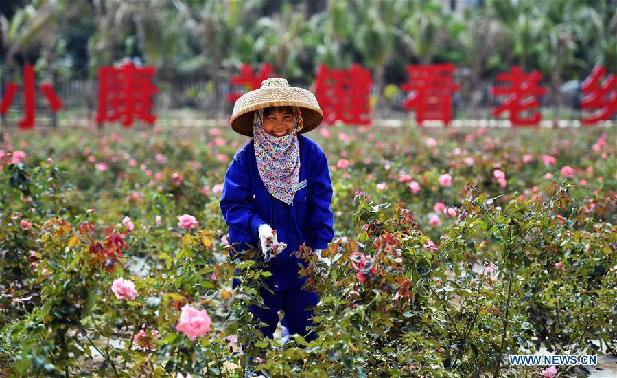 Li Yumei trims roses at a garden in the Yalong Bay of Sanya, a coastal tourist resort in south China\'s Hainan Province, March 6, 2018. This year marks the 40th anniversary of China\'s starting to implement reform and opening up policy. (Xinhua/Guo Cheng)