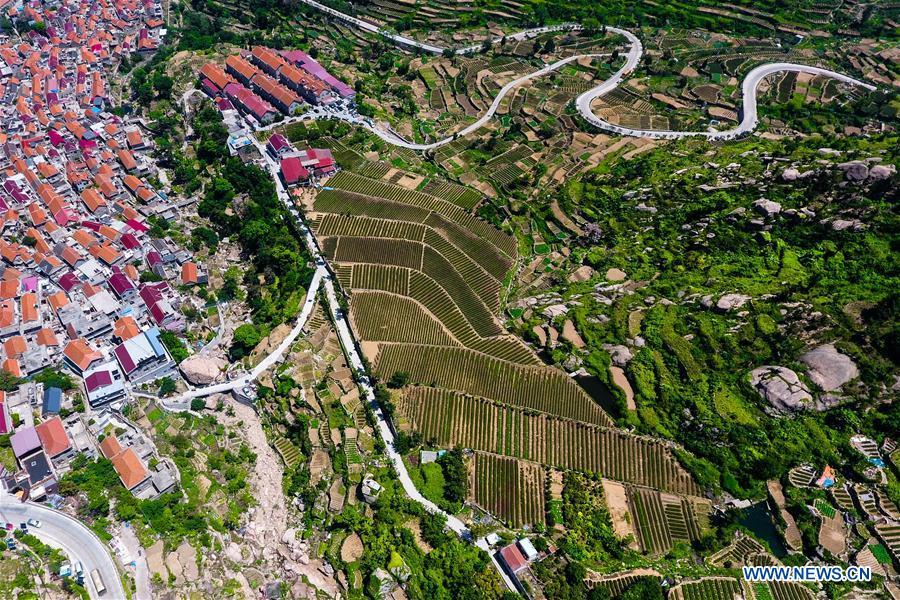 Aerial photo taken on May 19, 2018 shows a tea garden and a village at the foot of the Laoshan Mountain in Qingdao, east China\'s Shandong Province. (Xinhua/Guo Xulei)