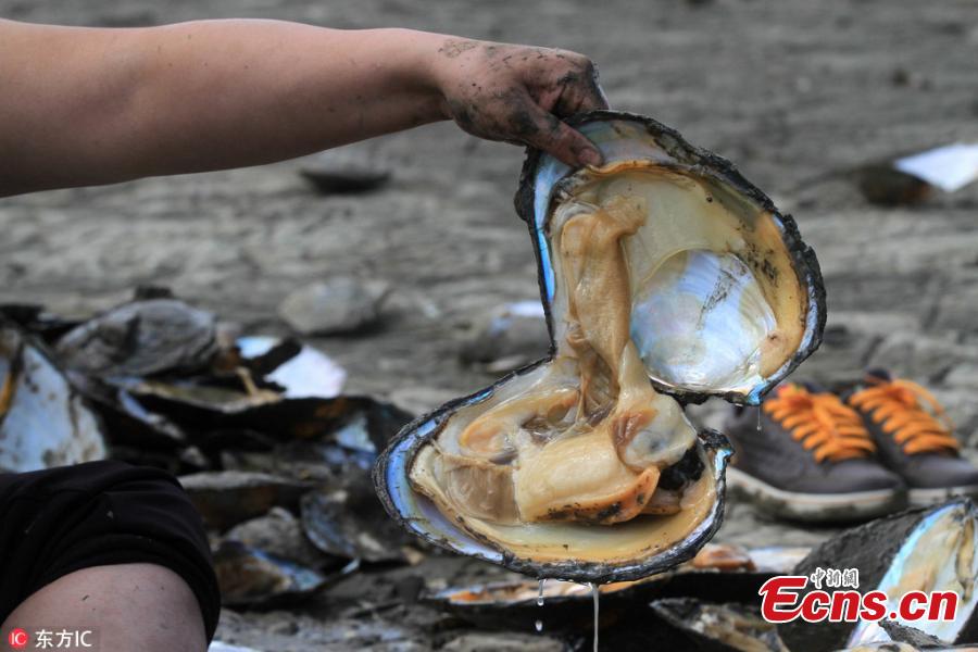 Clams are seen on a bank of the Songhua River in Harbin City, Northeast China’s Heilongjiang Province, May 24, 2018. Many residents dug for clams on the riverside as water fell to its lowest point in 11 years. (Photo/IC)