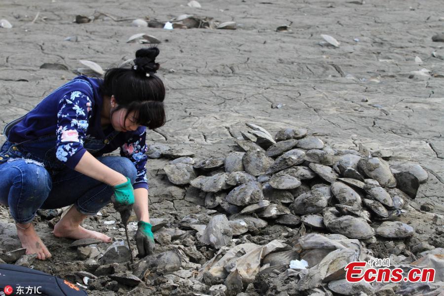 Clams are seen on a bank of the Songhua River in Harbin City, Northeast China’s Heilongjiang Province, May 24, 2018. Many residents dug for clams on the riverside as water fell to its lowest point in 11 years. (Photo/IC)