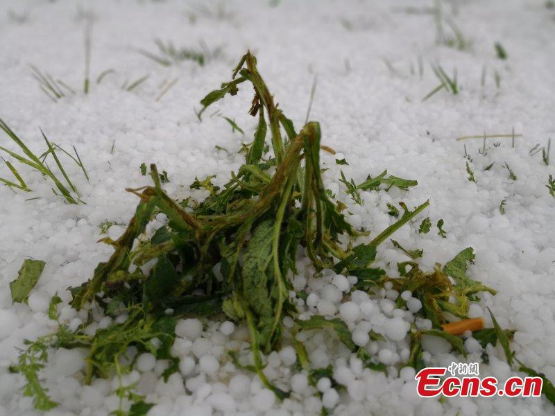 Photo take on May 24, 2018 shows hailstones hitting Hongyuan County, Southwest China’s Sichuan Province. The hail storm continued for 13 minutes, with the largest hailstone measuring 1.5 centimeters. There\'s been no reports of injuries or deaths. (Photo: China News Service/Tang Mingbo)