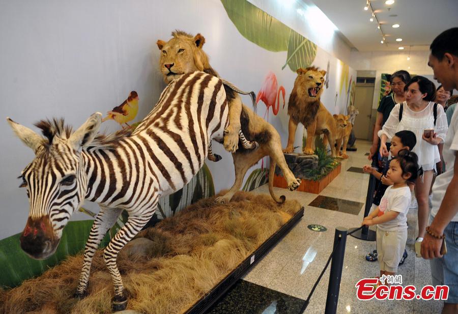 Visitors look at preserved examples during the 4th China Animal Specimens Competition held in Fujian Museum in Fuzhou City, East China’s Fujian Province, May 27, 2018. More than 60 participating organizations including companies and research institutes presented 257 animal specimens in the competition that aims to promote public awareness of biodiversity and ecological protection. (Photo: China News Service/Zhang Bin)