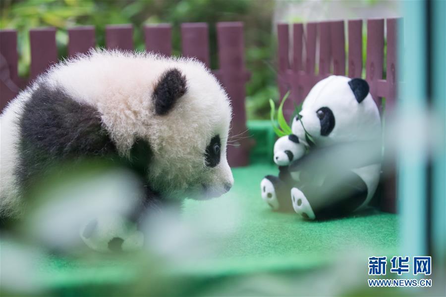 The four-month-old female giant panda cub, born to mother Liang Liang and father Xing Xing, on display to the public for the first time at the National Zoo in Kuala Lumpur, Malaysia, May 26, 2018. (Photo/Xinhua)