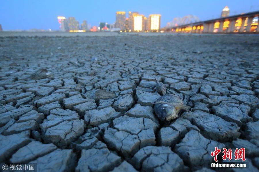 Picture taken on May 26, 2018 shows the dry bed of the Songhua River in Harbin City, Northeast China’s Heilongjiang Province. Many boats are stranded and the river bank has also dried up. (Photo/VCG)