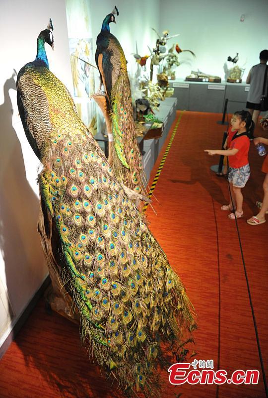 Visitors look at preserved examples during the 4th China Animal Specimens Competition held in Fujian Museum in Fuzhou City, East China’s Fujian Province, May 27, 2018. More than 60 participating organizations including companies and research institutes presented 257 animal specimens in the competition that aims to promote public awareness of biodiversity and ecological protection. (Photo: China News Service/Zhang Bin)