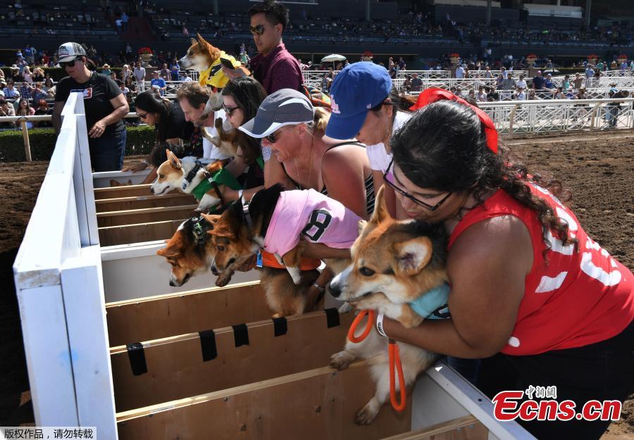 Corgi dogs race during the SoCal \