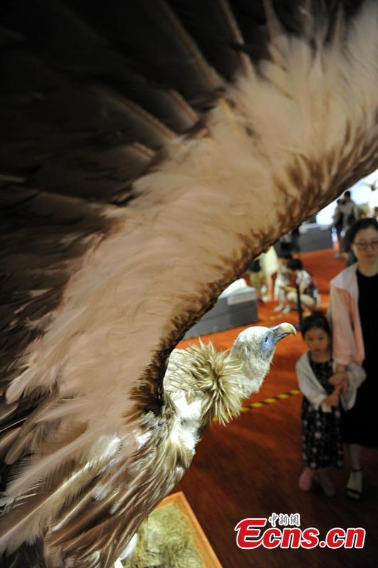Visitors look at preserved examples during the 4th China Animal Specimens Competition held in Fujian Museum in Fuzhou City, East China’s Fujian Province, May 27, 2018. More than 60 participating organizations including companies and research institutes presented 257 animal specimens in the competition that aims to promote public awareness of biodiversity and ecological protection. (Photo: China News Service/Zhang Bin)