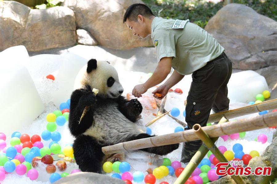 A giant panda enjoys iced fruit at Chimelong Safari Park in Guangzhou City, South China’s Guangdong Province, May 28, 2018. As temperatures rose to 35 degrees centigrade in Guangzhou, keepers in the park started providing frozen food to the pandas. (Photo: China News Service/Chen Jimin)