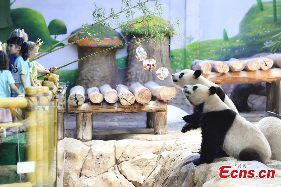 Giant pandas enjoy iced fruit at Chimelong Safari Park in Guangzhou City, South China’s Guangdong Province, May 28, 2018. As temperatures rose to 35 degrees centigrade in Guangzhou, keepers in the park started providing frozen food to the pandas. (Photo: China News Service/Chen Jimin)