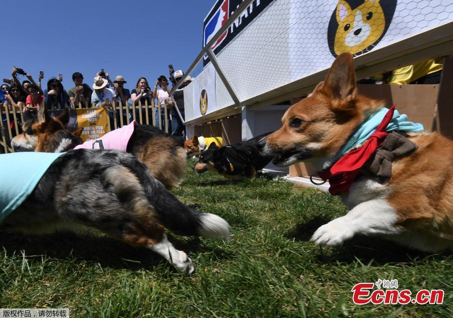 Corgi dogs race during the SoCal \