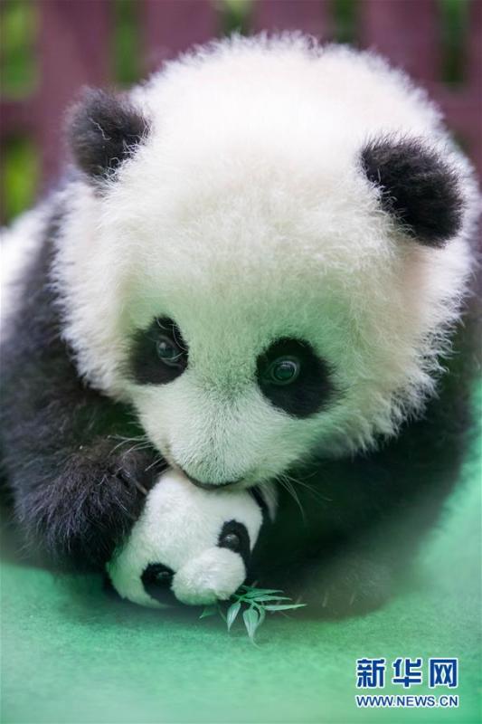 The four-month-old female giant panda cub, born to mother Liang Liang and father Xing Xing, on display to the public for the first time at the National Zoo in Kuala Lumpur, Malaysia, May 26, 2018. (Photo/Xinhua)