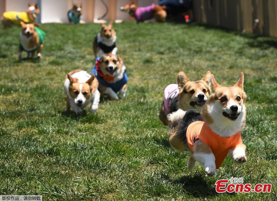 Corgi dogs race during the SoCal \
