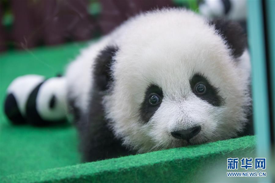 The four-month-old female giant panda cub, born to mother Liang Liang and father Xing Xing, on display to the public for the first time at the National Zoo in Kuala Lumpur, Malaysia, May 26, 2018. (Photo/Xinhua)