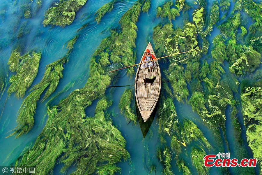 A boat skims over lush green reeds and algae in tranquil Karatoya River in Bogra, Bangladesh, making a stunning \