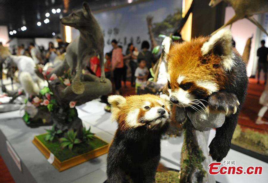 Visitors look at preserved examples during the 4th China Animal Specimens Competition held in Fujian Museum in Fuzhou City, East China’s Fujian Province, May 27, 2018. More than 60 participating organizations including companies and research institutes presented 257 animal specimens in the competition that aims to promote public awareness of biodiversity and ecological protection. (Photo: China News Service/Zhang Bin)