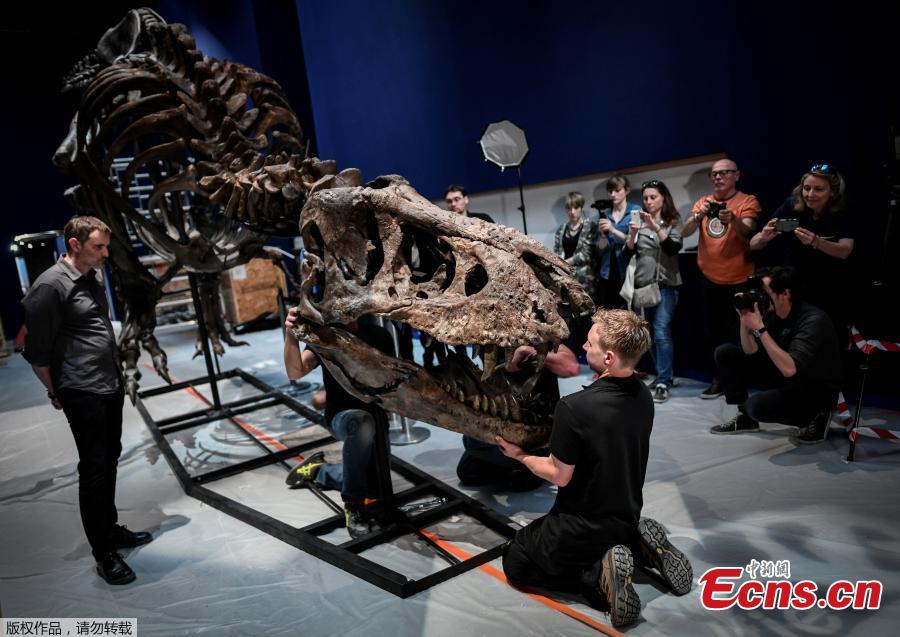 A 67-million-year old female Tyrannosaurus Rex discovered in the United States in 2013 is ready for an exhibition at the National Museum of Natural History in Paris, France. An exhibition titled \
