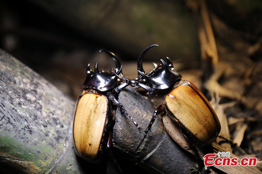 Staff members at the Insect Museum of West China found a five-horned rhinoceros beetle with four large horns on its prothorax and one extra-long cephalic horn on Qingcheng Mountain in Chengdu City, Sichuan Province. The 7-centimeter-long beetle is said to be the first five-horned rhinoceros beetle found in the province. (Photo: China News Service/Zhao Li)