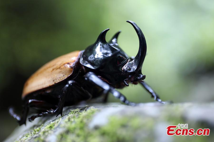 Staff members at the Insect Museum of West China found a five-horned rhinoceros beetle with four large horns on its prothorax and one extra-long cephalic horn on Qingcheng Mountain in Chengdu City, Sichuan Province. The 7-centimeter-long beetle is said to be the first five-horned rhinoceros beetle found in the province. (Photo: China News Service/Zhao Li)