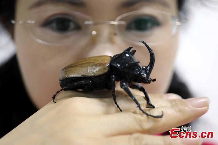 Staff members at the Insect Museum of West China found a five-horned rhinoceros beetle with four large horns on its prothorax and one extra-long cephalic horn on Qingcheng Mountain in Chengdu City, Sichuan Province. The 7-centimeter-long beetle is said to be the first five-horned rhinoceros beetle found in the province. (Photo: China News Service/Zhao Li)