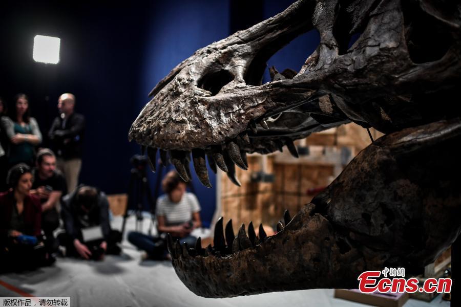 A 67-million-year old female Tyrannosaurus Rex discovered in the United States in 2013 is ready for an exhibition at the National Museum of Natural History in Paris, France. An exhibition titled \