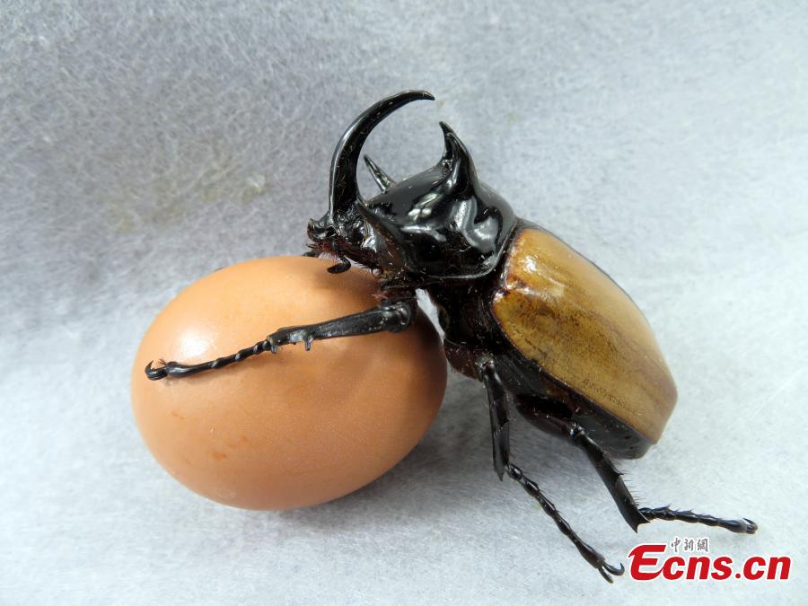 Staff members at the Insect Museum of West China found a five-horned rhinoceros beetle with four large horns on its prothorax and one extra-long cephalic horn on Qingcheng Mountain in Chengdu City, Sichuan Province. The 7-centimeter-long beetle is said to be the first five-horned rhinoceros beetle found in the province. (Photo: China News Service/Zhao Li)
