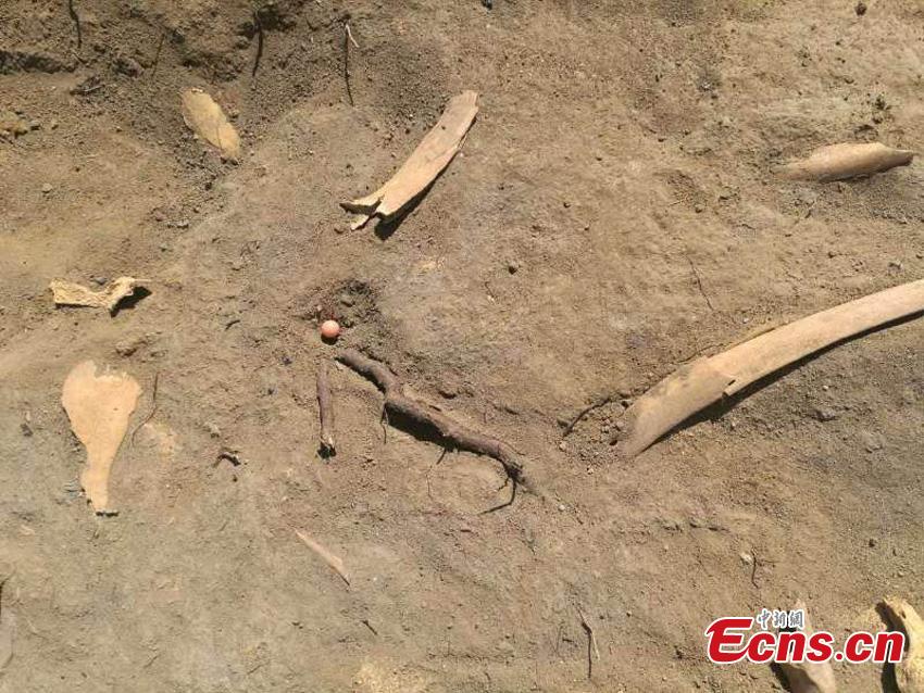 Horse bones were excavated at the Beiting ancient ruins in Jimsar County, Northwest China’s Xinjiang Uygur Autonomous Region. Archeologists from the CASS Institute of Archeology have found city walls built in different periods, a coin from the Tang Dynasty (618-907), horse bones, armor remains and other relics, media reported on May 29. (Photo: China News Service/Ma Dejun)