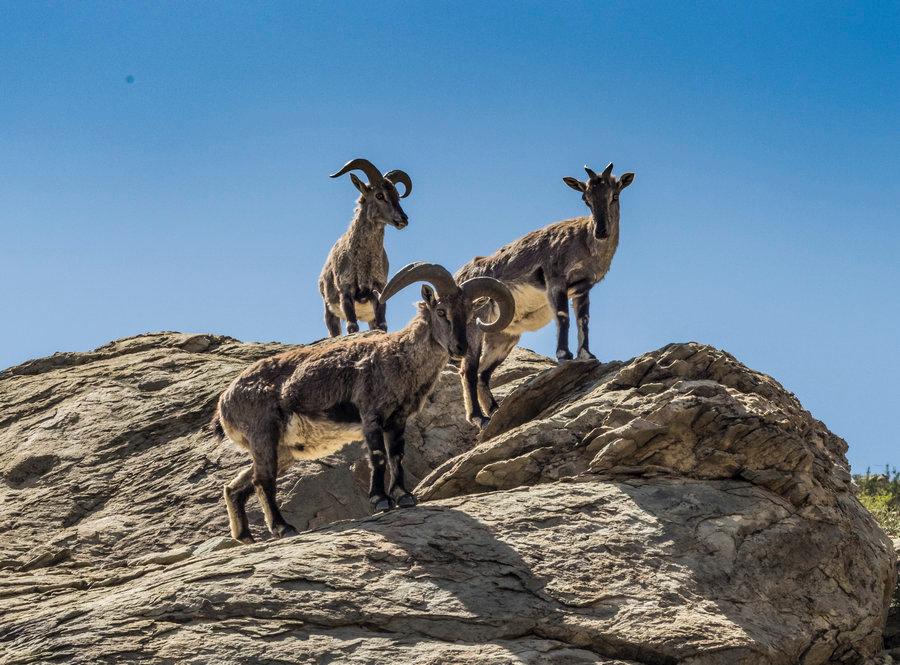 Wild blue sheep on the Helan Mountain in Ningxia Hui autonomous region, May 21, 2018. (Photo provided to chinadaily.com.cn)
