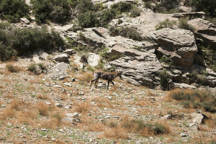 A wild blue sheep on the Helan Mountain in Ningxia Hui autonomous region, May 21, 2018. (Photo provided to chinadaily.com.cn)